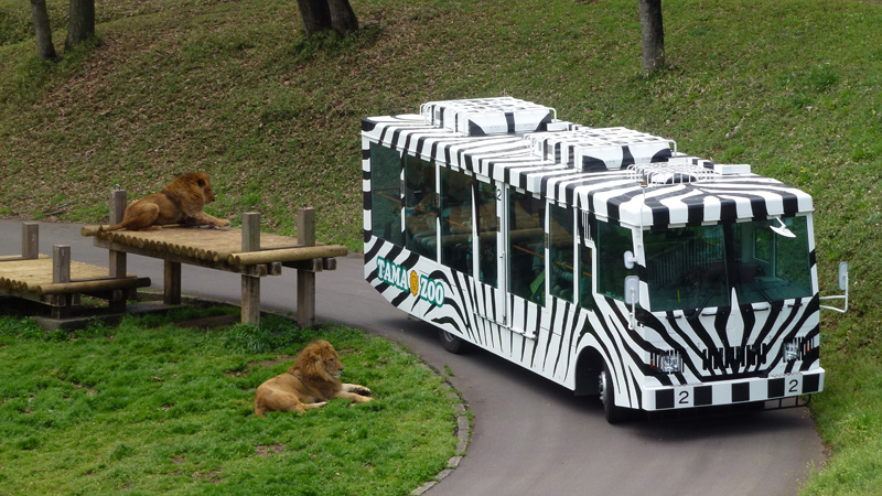 多摩動物公園 ライオンバス