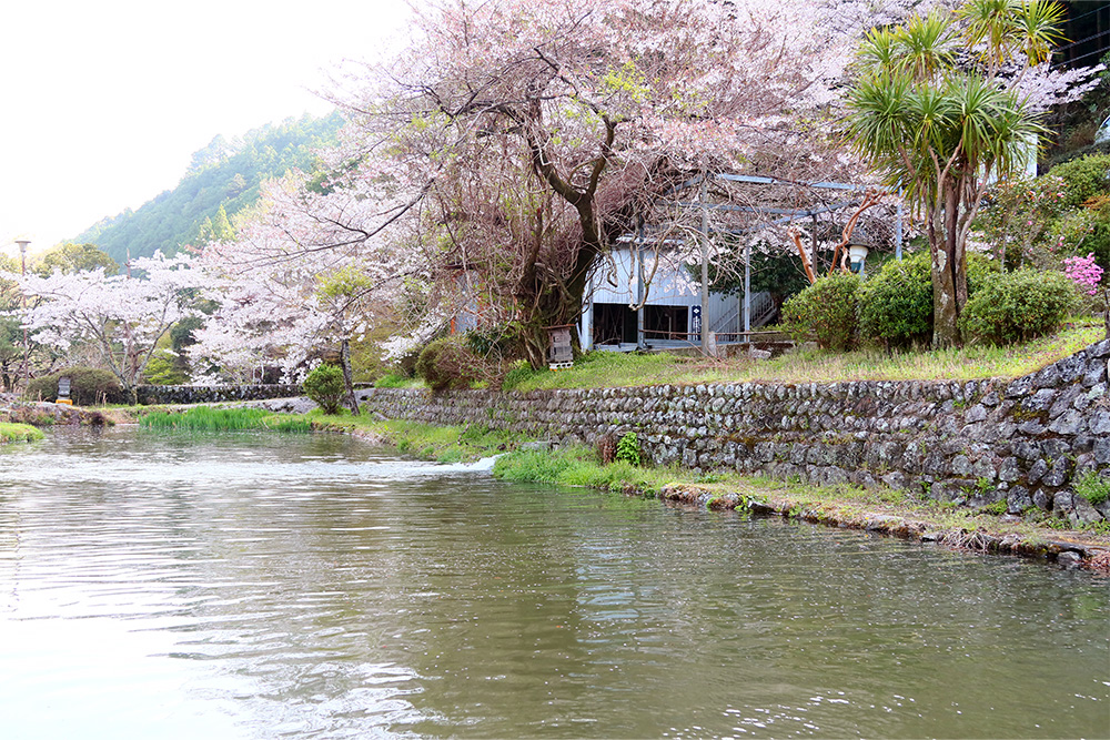 花の木公園 釣り堀