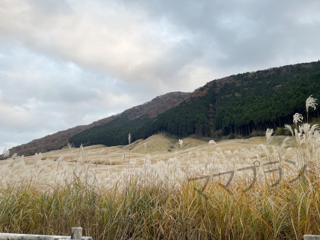 広大な稲穂が広がる景色