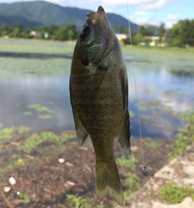 比良招福温泉 ホリデーアフタヌーン ブルーギル