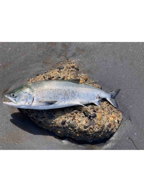 釣り　白樺の森コテージ