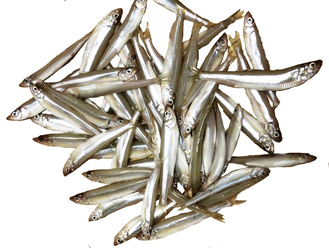 釣り　たっぷの湯