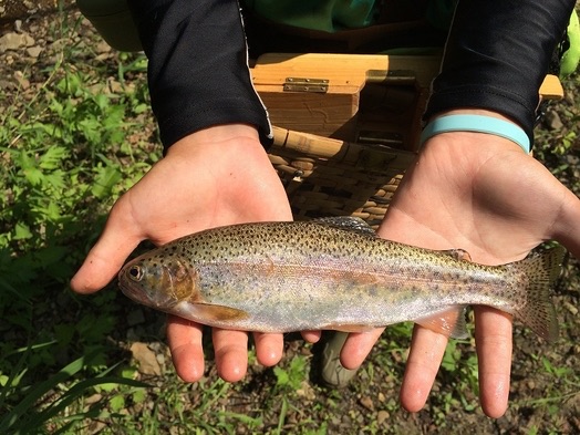 釣り　グレーシィトマム