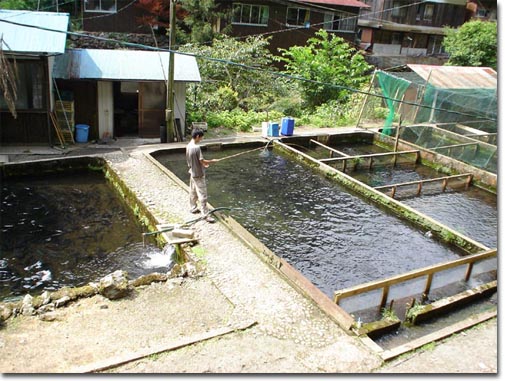 あまごの里　釣り堀