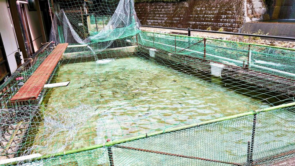 河辺ふるさとの宿　釣り堀