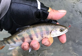 湯杜　匠味庵　山川　大樽川のヤマメ